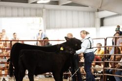 COW_0049