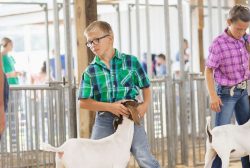 GOAT_0027