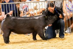 HOG_0069